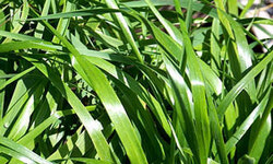 Sun shining on grass